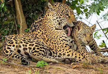 What is the typical gestation period for a jaguar pregnancy?