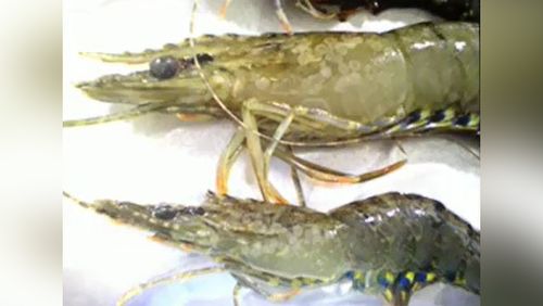 Prawns infected with white spot disease. (Supplied)