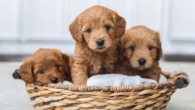 Puppies in a basket stock image