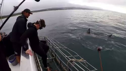 Sharks circle 9NEWS reporter Michael Best, swimming in the cage. (Image: 9NEWS)