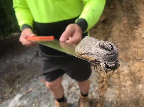 Giant moth found at Mount Cotton State School