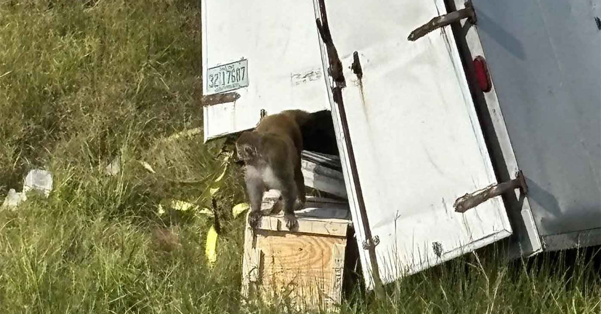 Monkeys that escaped after truck crash ‘aggressive’, infected with serious diseases