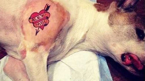 Tattoo artist inks his dog while it's sedated
