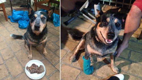 Ms Mochan spoils Buddy with a steak dinner. (Facebook/Buddy's Bucket List)