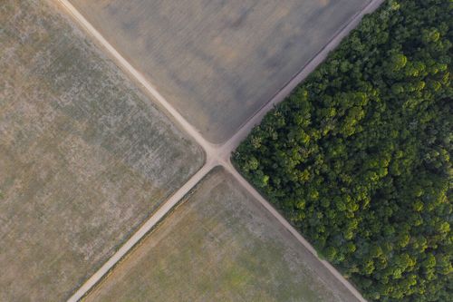 A fragment of Amazon rainforest stands next to soy fields in Belterra, Para state, Brazil. (AP Photo/Leo Correa, File)