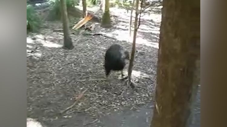 cassowary attack gif