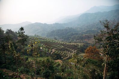 Vietnam - rice paddy