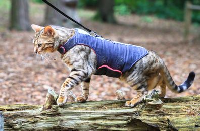 A bengal cat in a harness walks across a log in a forest 