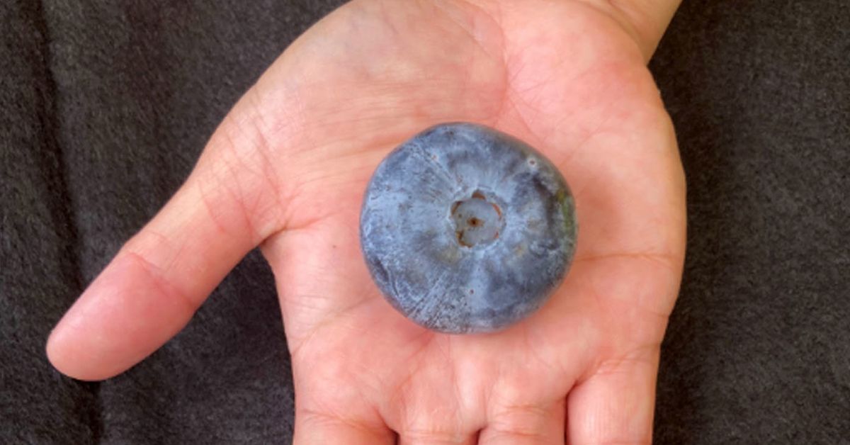 The World's Heaviest Blueberry