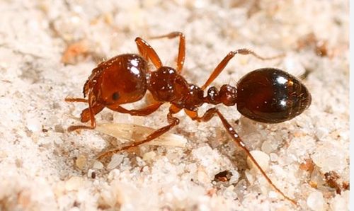 Fire ants found in Toowoomba