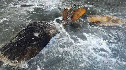 The two moose were likely fighting over a female moose. (Source: Jeff Erickson)