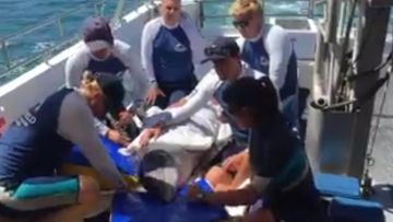 Pregnant dolphin released after being hooked on Gold Coast drumline