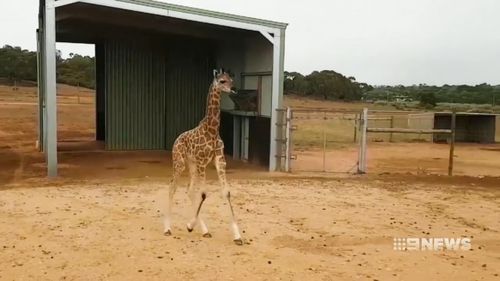She's now the star attraction at the zoo. (9NEWS)