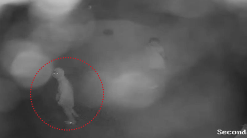 The outline of the offenders can be seen in security footage.