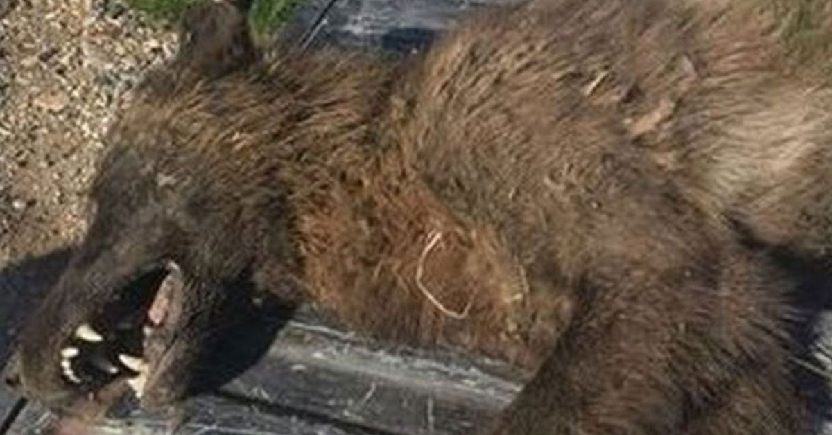 Mystery surrounds ‘wolf-like’ creature shot dead on Montana ranch ...
