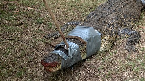 Croc caught on family's property in Bees Creek