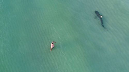 Swimmers were unaware of the shark's presence. (Image: Kenny Melendez)