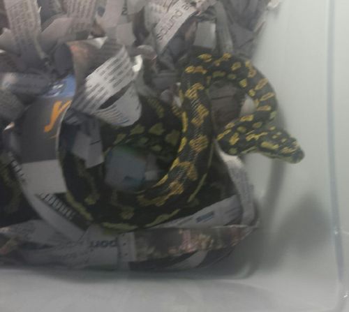 Man takes snake onto NSW train in his backpack