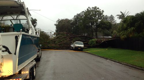 A fallen tree blocks a road in Avalon on Sydney's Northern Beaches. (Hunter Barry)