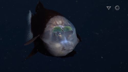 A rare barreleye fish discovered during deep-sea dive in the US.