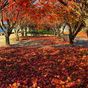 It's not too late to see Canberra's stunning autumn foliage