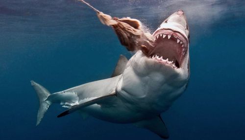Second shark device added to WA subsidy