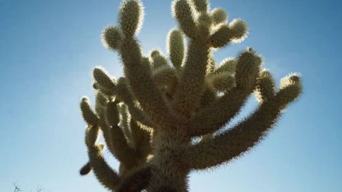 Las chollas varían en tamaño desde cactus de ramas bajas hasta pequeños árboles de unos 2 metros de altura.