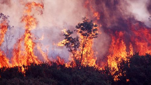 Incêndios florestais queimando fora de controle em mata nativa na Tasmânia, Austrália