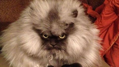 Grumpy-faced cat takes internet by storm, demands a spot on <i>Ellen</i>