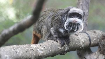 This photo provided by the Dallas Zoo shows an emperor tamarins that lives at the zoo. Two monkeys were taken from the Dallas Zoo on Monday, Jan. 30, 2023, police said, the latest in a string of odd incidents at the attraction being investigated. The emperor tamarins in this photo is not one of the two monkeys involved in the incident. (Dallas Zoo via AP)