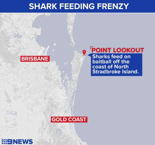 A 9NEWS chopper captured the sharks off Point Lookout. (9NEWS)