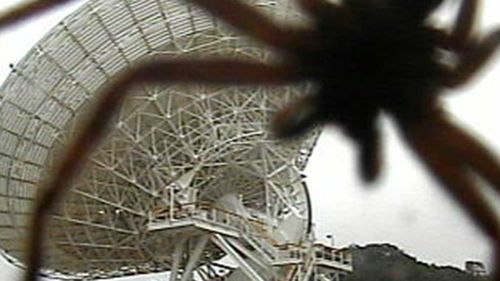 A huntsman spider towering over Tidbinbilla's massive space antenna.