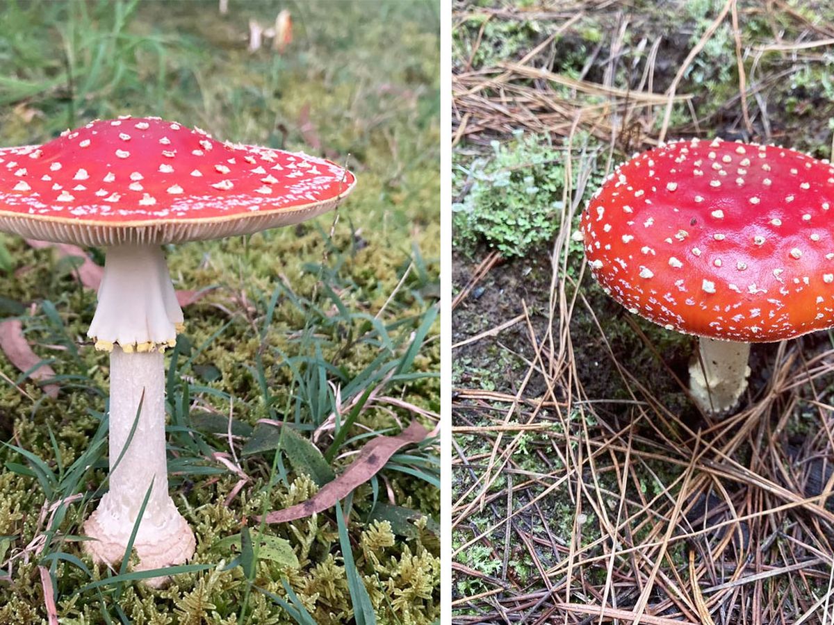 These toxic mushrooms are fairytale, expert warns, fungi in the wet
