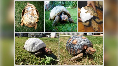 Before and after: Freddy receives her new shell. (GC Noticias)