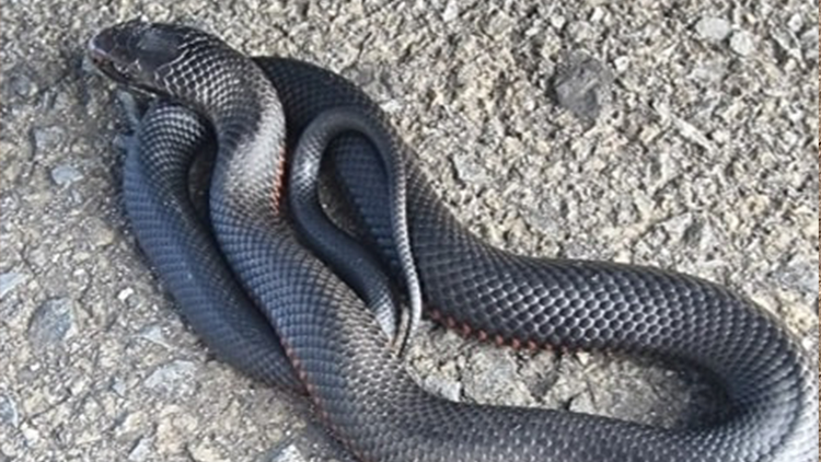 Snakes - Campbelltown City Council