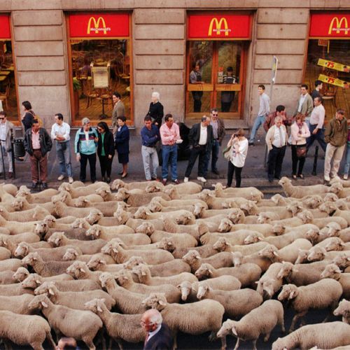 A herd of sheep file past a McDonald's restaurant during their journey through Madrid.
