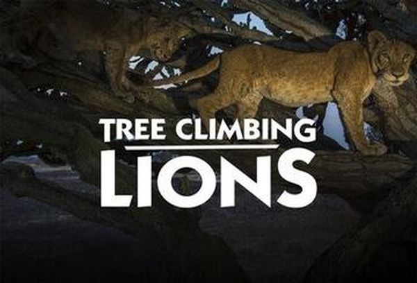 Tree Climbing Lions