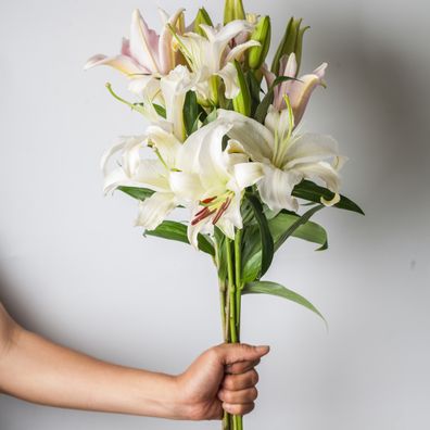 hand hold a bunch of white lily with white background