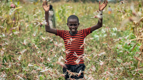 A farmer's son raises his arms as he is surrounded by desert locusts while trying to chase them away from his crops, in Katitika village, Kitui county, Kenya. Locusts, COVID-19 and deadly flooding pose a "triple threat" to millions of people across East Africa, officials warned Thursday, May 21, 2020 while the World Bank announced a $500 million program for countries affected by the historic desert locust swarms. (AP Photo/Ben Curtis, File)