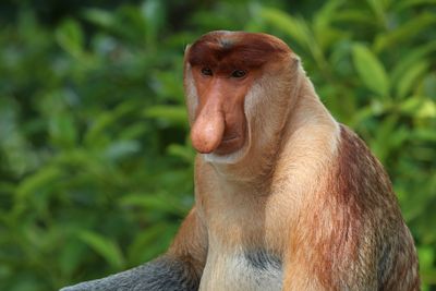 <strong>Proboscis monkey</strong>