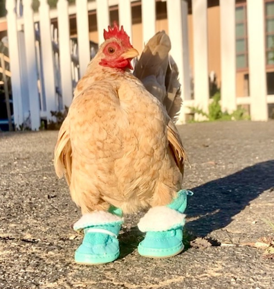 @calliope.nubz.insta chicken that wears shoes