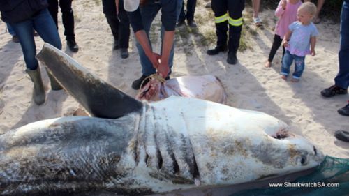 The sharks were found without their livers and hearts. (Shark Watch SA)