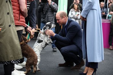 Prince William, Prince of Wales greets a dog as he visits the Trademarket outdoor market, as part of the royal visit to Northern Ireland on October 6, 2022 in Belfast, Northern Ireland 