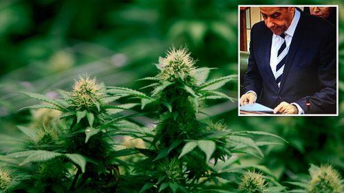 Queensland moves to legalise medicinal marijuana a day after death of cancer-stricken toddler once given cannabis oil