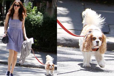 Neal is Liv Tyler's King Charles Cavalier Spaniel and it seems the doggie attracts more attention than her! "When I walk the dog, I'm Neal's mom," she said recently. "I'm not Liv Tyler at all. Every one's like, 'Hi, Neal. How are you today?' Nobody knows my name. It's great."
