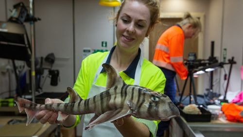 Helen O'Neill from the CSIRO, with the undescribed stripey hornshark.