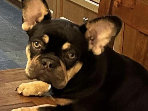 French bulldog puppy "Daisy" has been stolen from a home in northern Victoria.