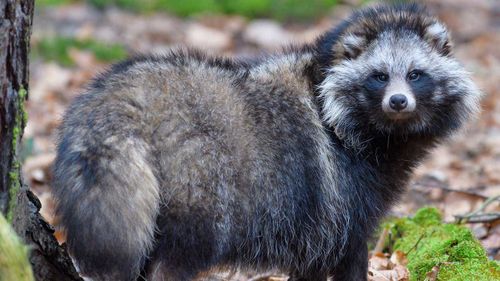 raccoon dogs