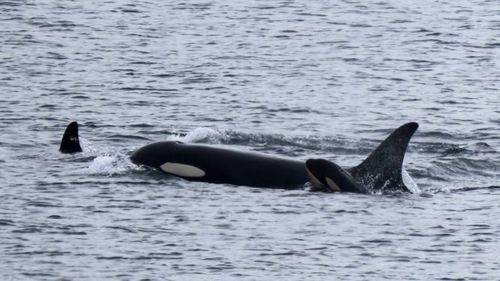 Orca whale Tahlequah, also known as J35, is photographed on December 20.
