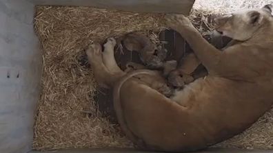 Penki Afrikos liūto jaunikliai gimė Monarto Safari parke.